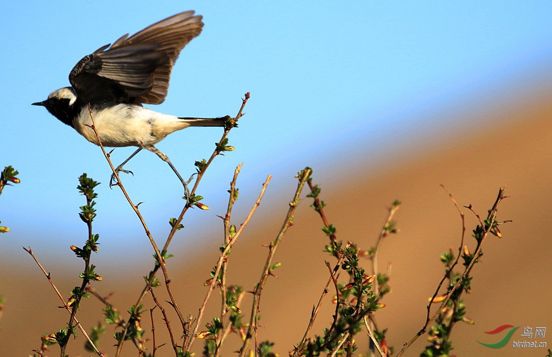 弹跳起飞白顶鵖雄鸟