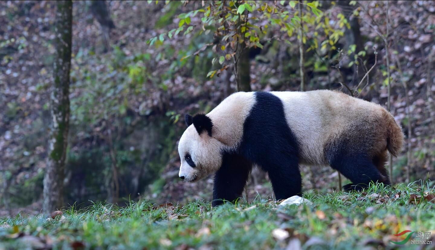 秦岭深山偶遇野生大熊猫