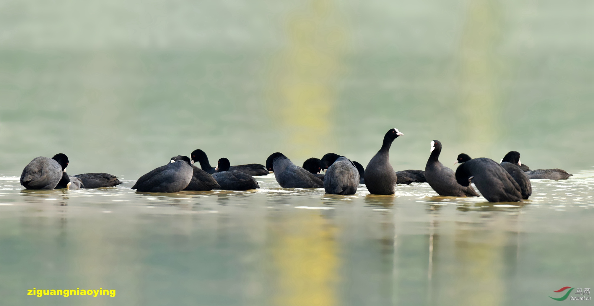 首拍北方水鸟来临旌湖记录
