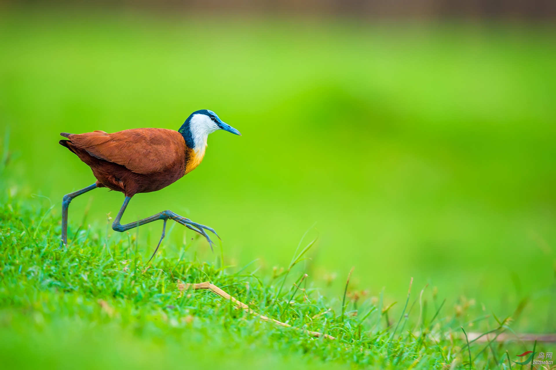 非洲雉鸻非洲雉鸻祝贺首页精华