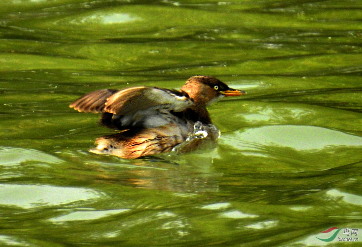 DSCN8768 ����.jpg