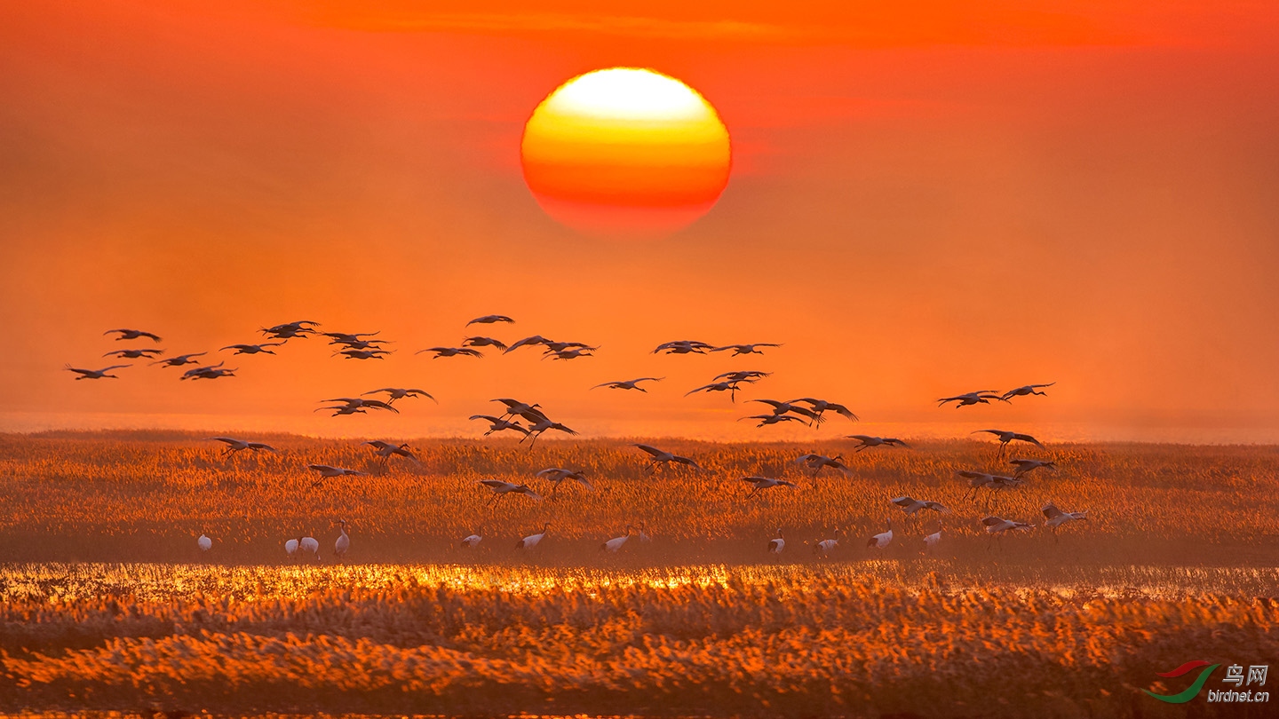 [水鸟] (丹顶鹤)芦花摇曳 "仙鹤"来----祝贺老师佳作荣获每日一图