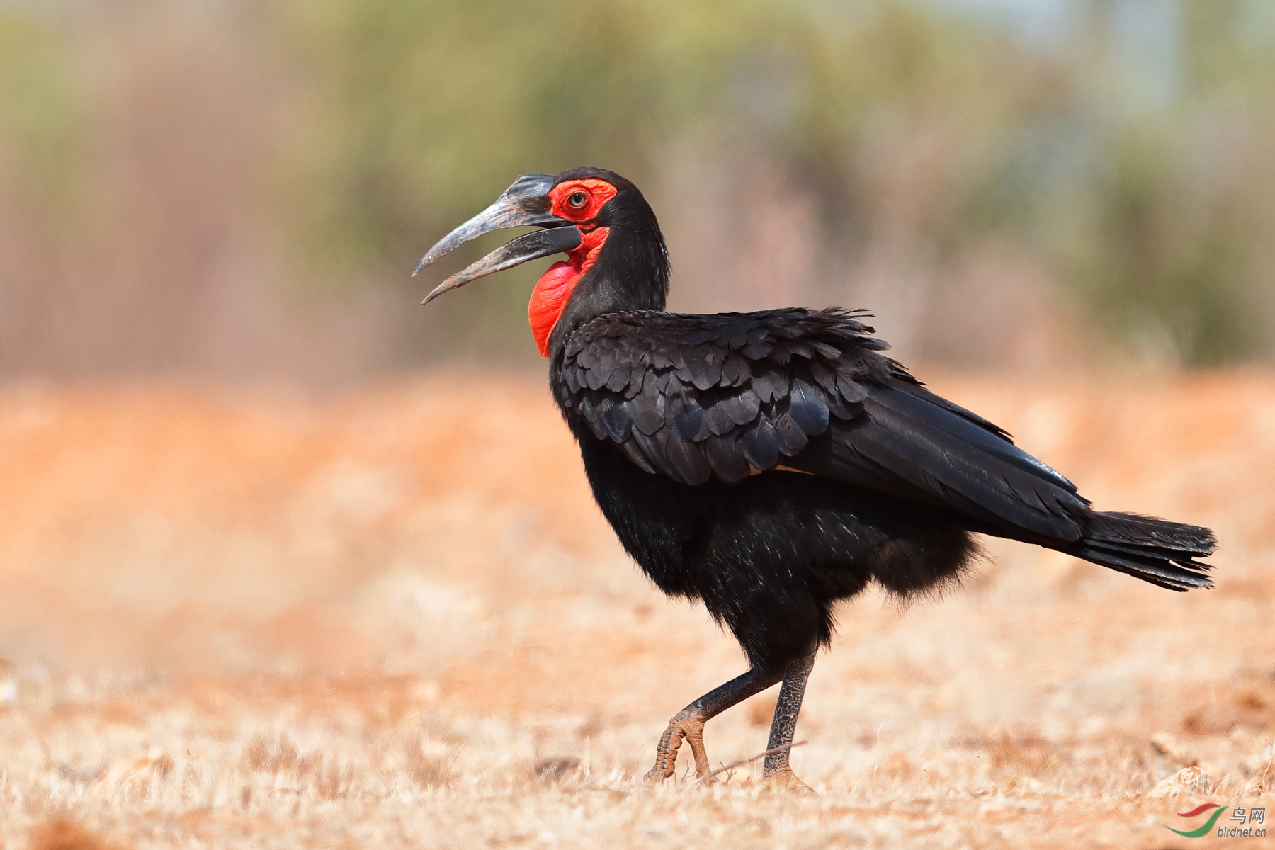 红脸地犀鸟红脸地犀鸟祝贺荣获首页精华
