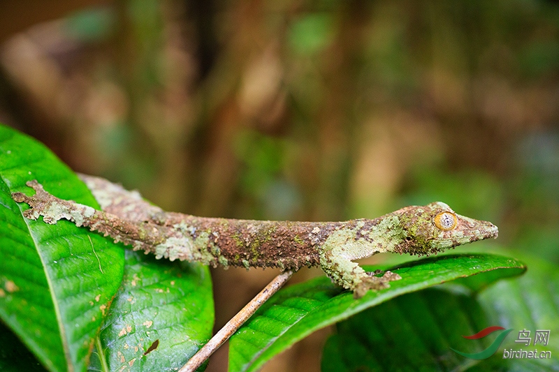 热带雨林旱季的蜥蜴