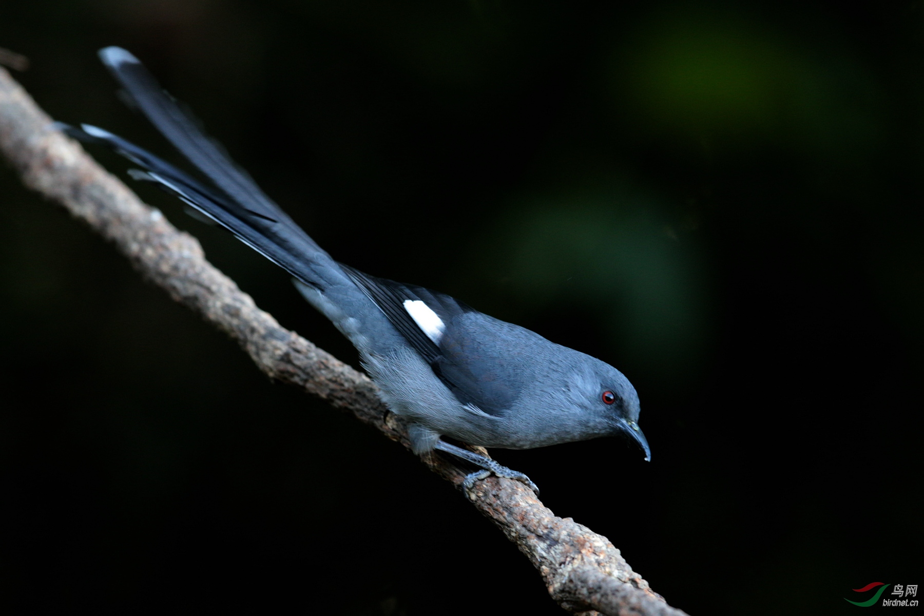 黑色长尾鸟图片