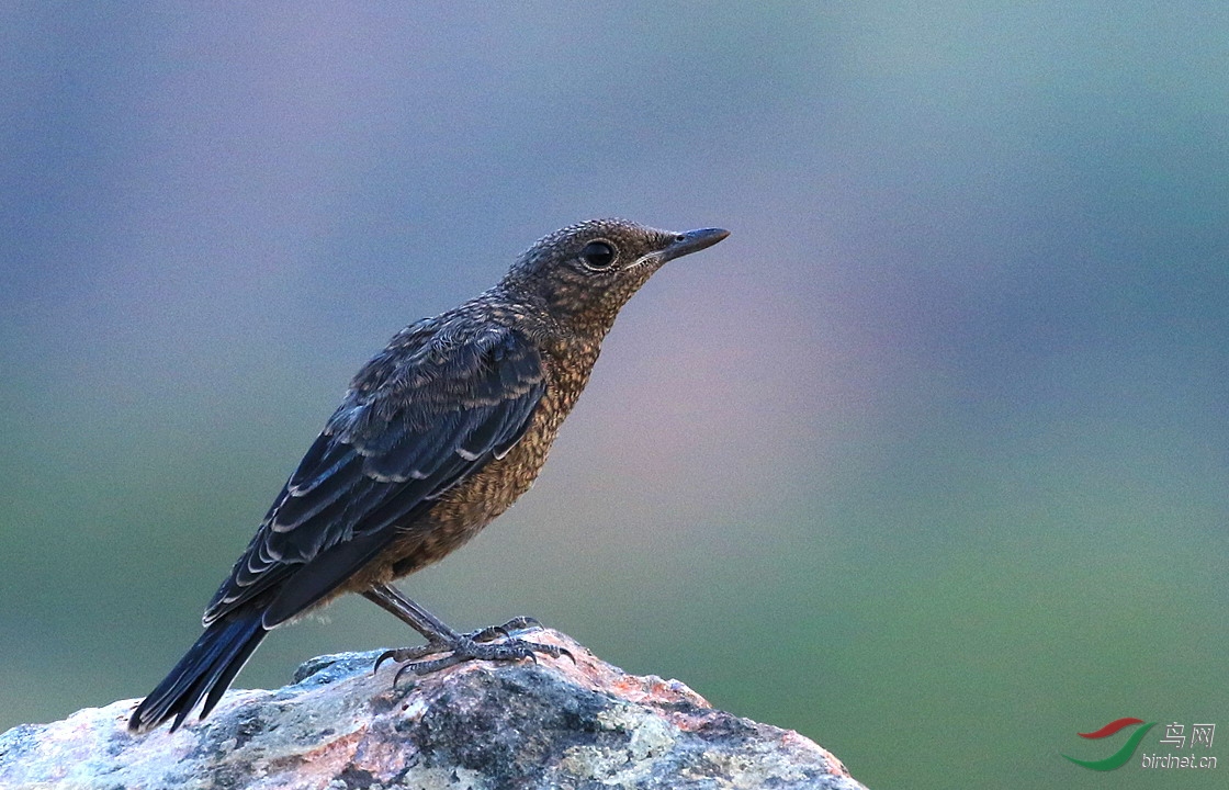 少年膽怯的模樣藍磯鶇幼鳥