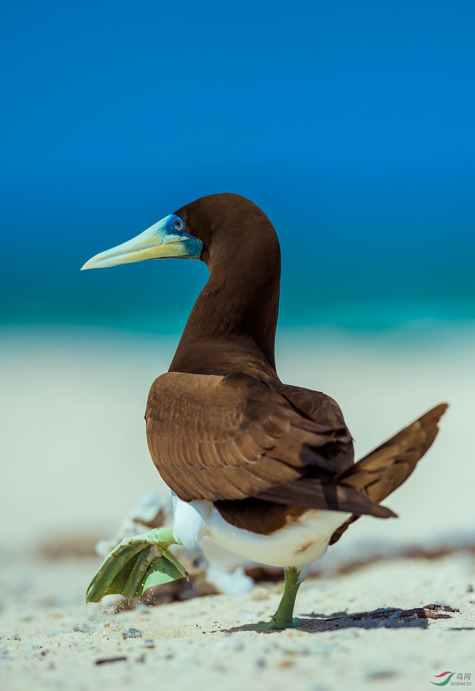 沙滩散步的褐色鲣鸟