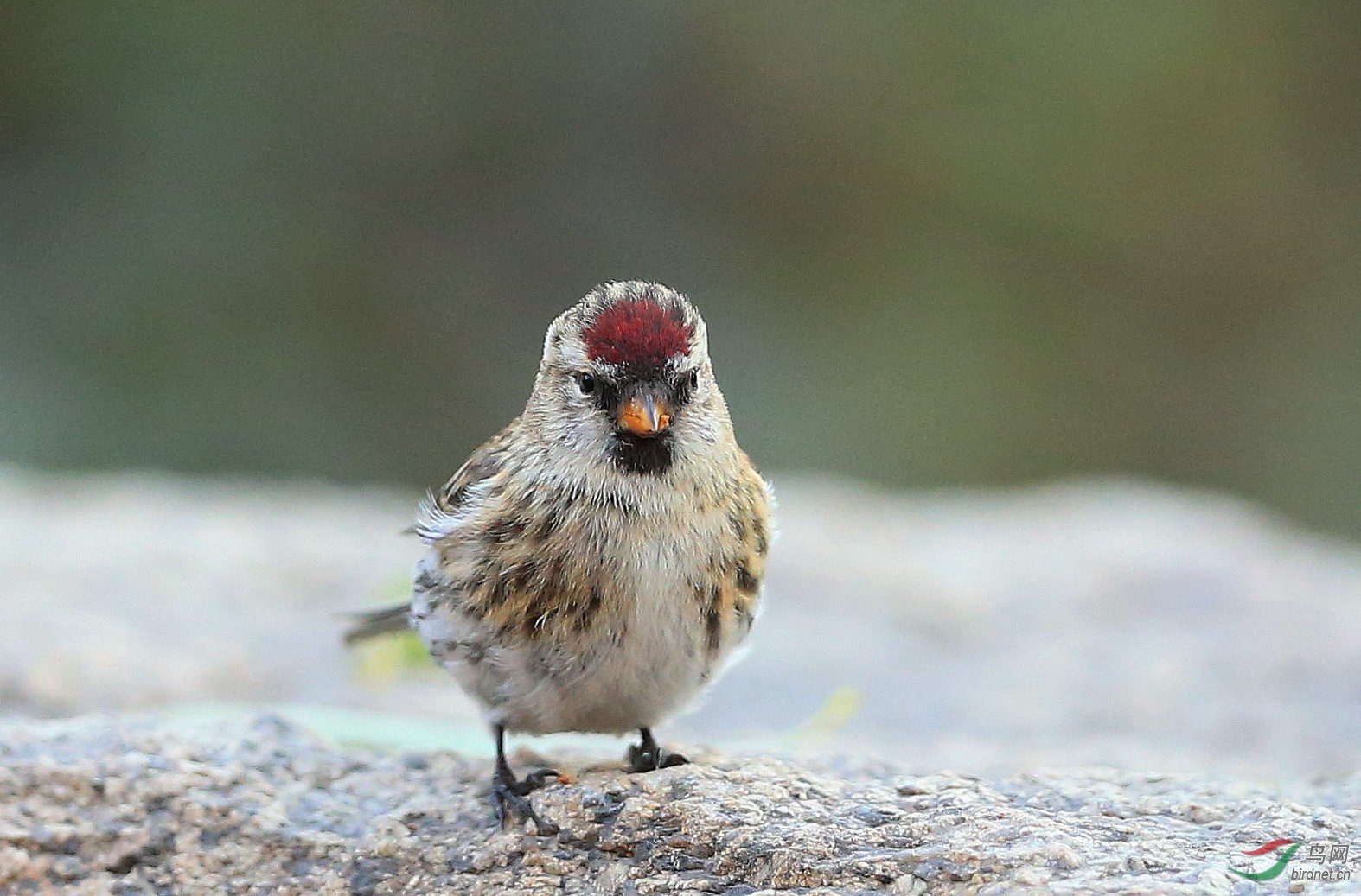 林鸟白腰朱顶雀苏雀儿贺荣获每日精华