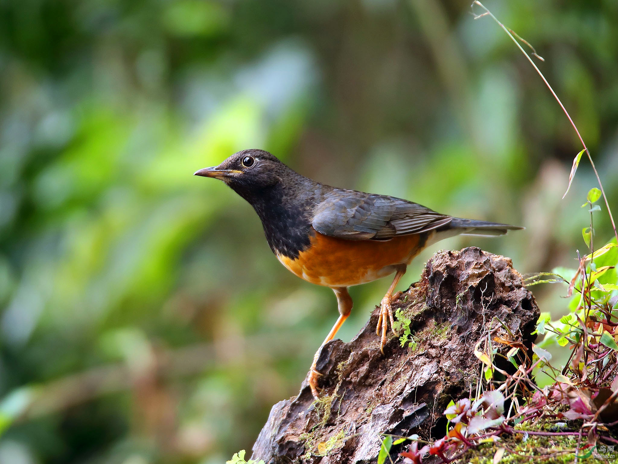 炯炯有神 —— 黑胸鸫