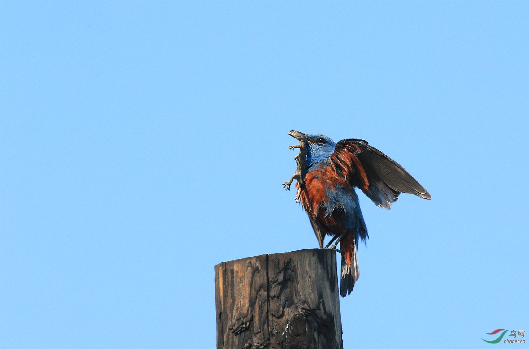 那四脚蛇还活着