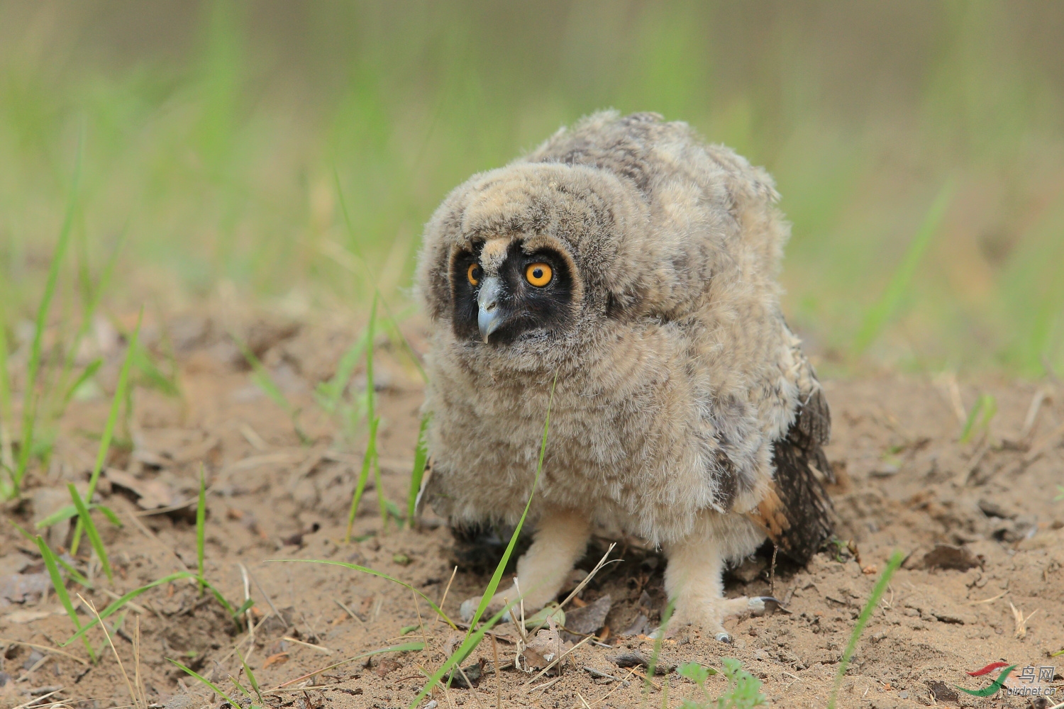 长耳鸮幼鸟