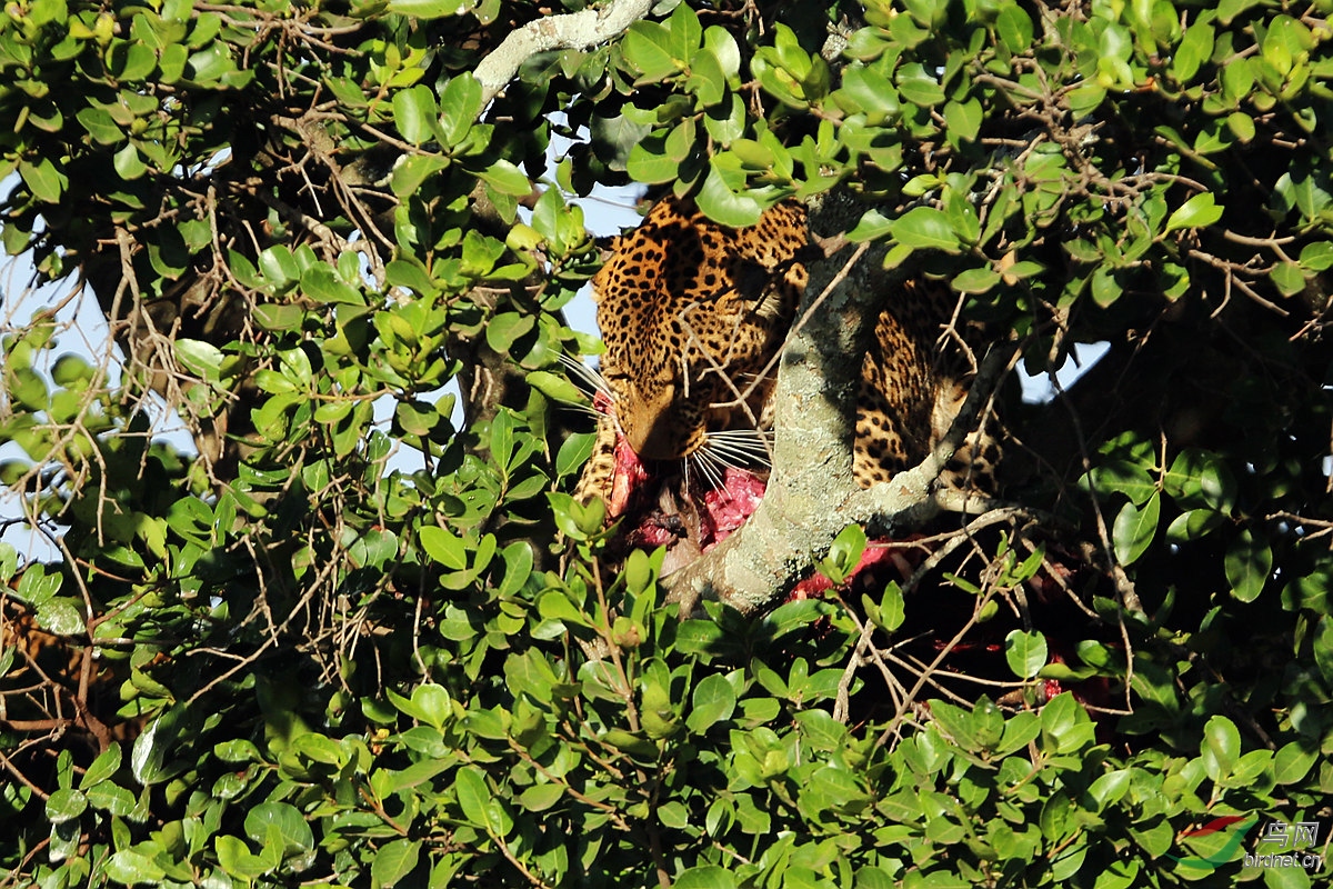 肯尼亚行9树上的花豹