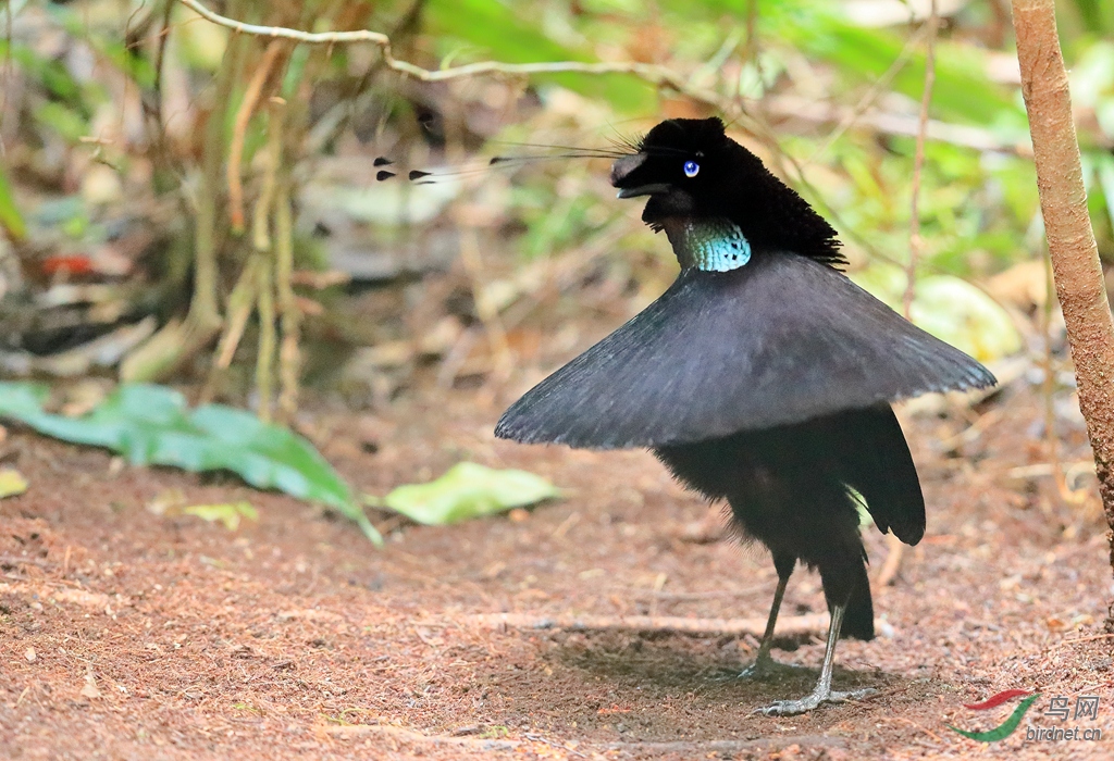 走地狱路,拍天堂鸟——新几内亚岛拍鸟记事