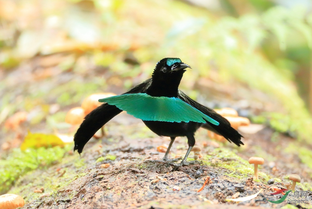 華美極樂鳥superb bird-of-paradise.jpg