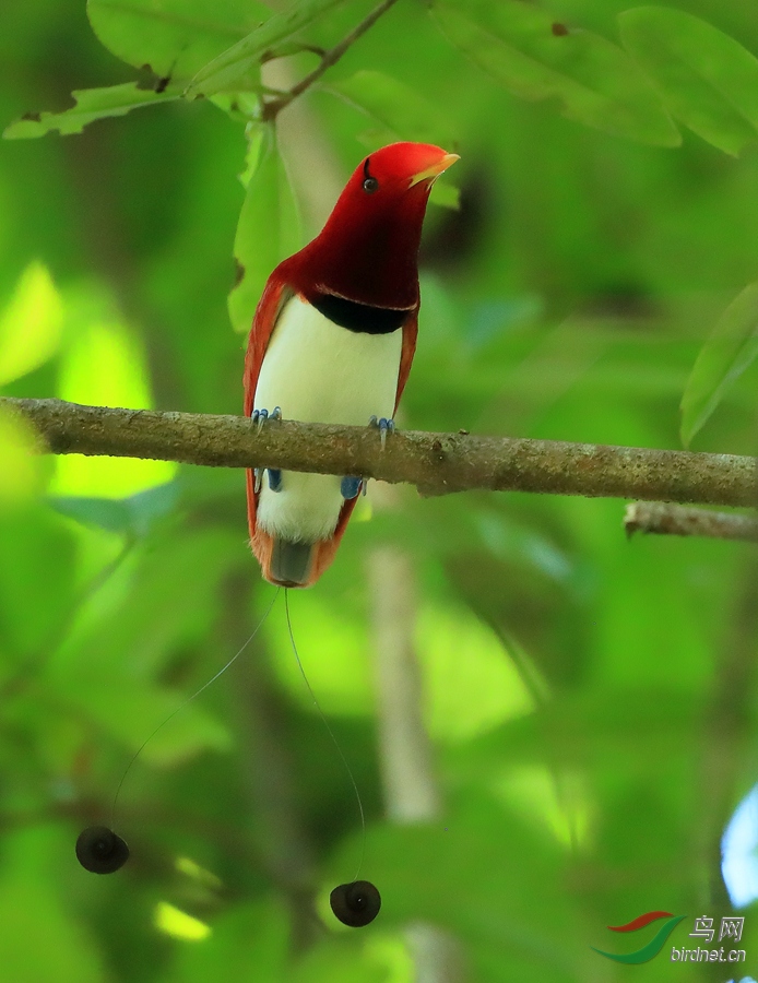 王极乐鸟king bird-of-paradise.jpg
