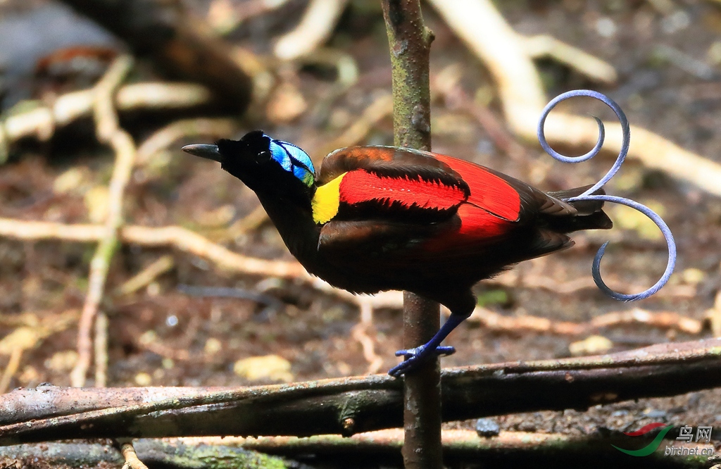 威氏极乐鸟wilsons bird-of-paradise.jpg