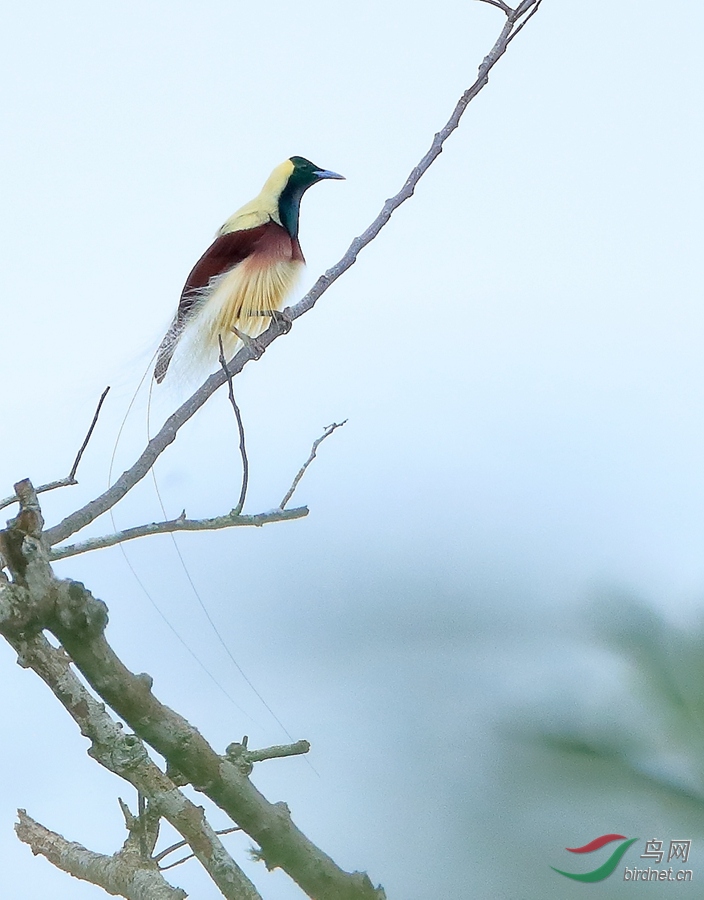 线翎极乐鸟emperor bird-of-paradise.jpg