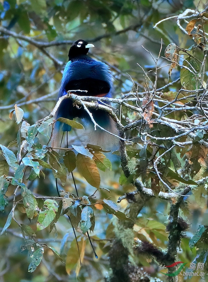 蓝极乐鸟blue bird-of-paradise.jpg