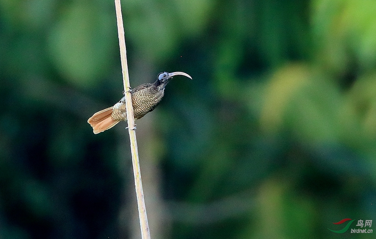 走地狱路拍天堂鸟新几内亚岛拍鸟记事