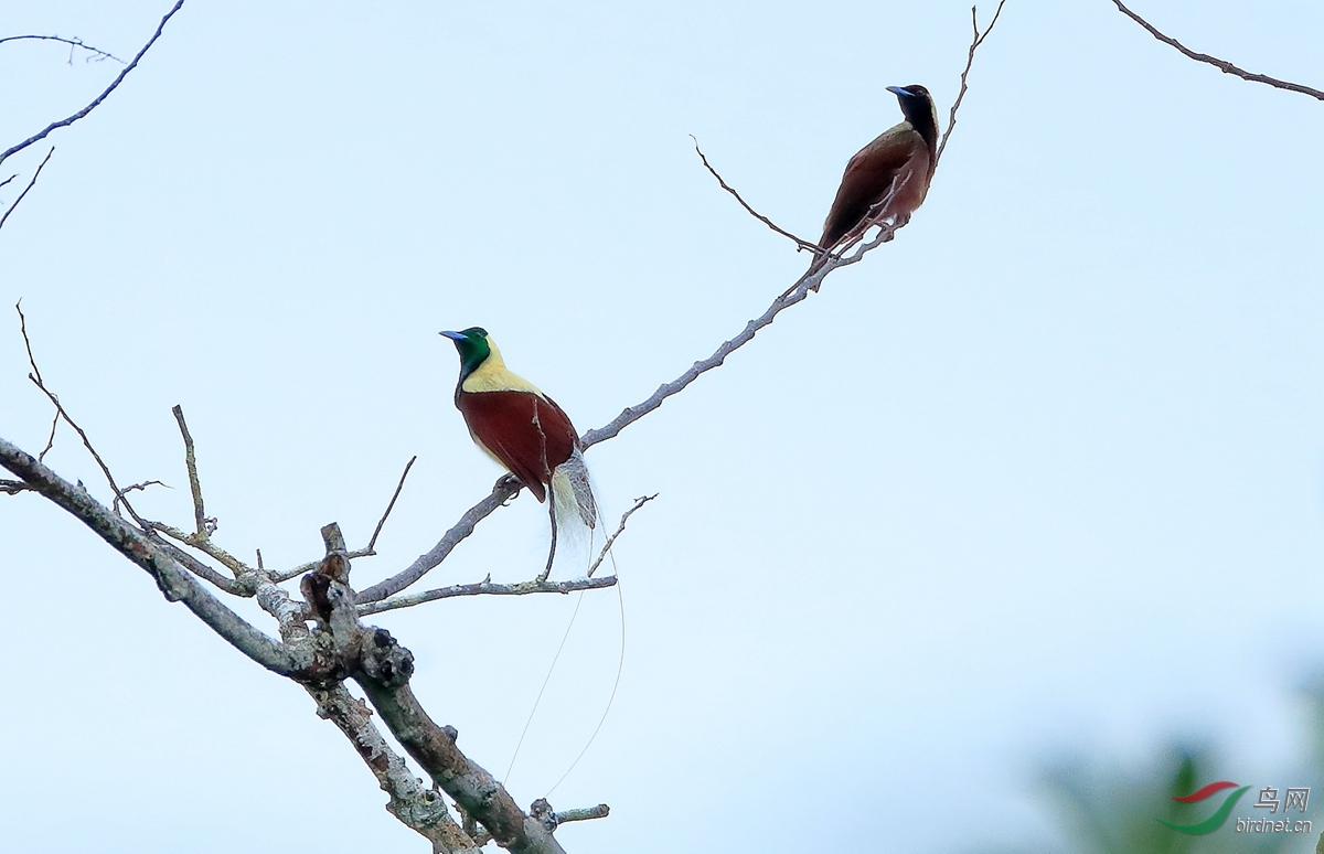 2线翎极乐鸟emperor bird-of-paradise.jpg