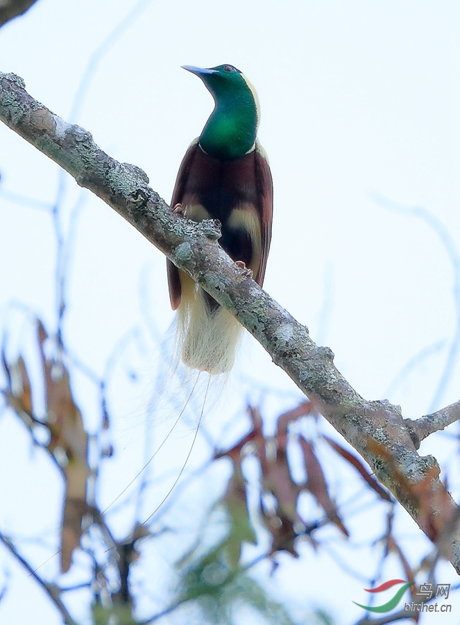 3线翎极乐鸟emperor bird-of-paradise.jpg