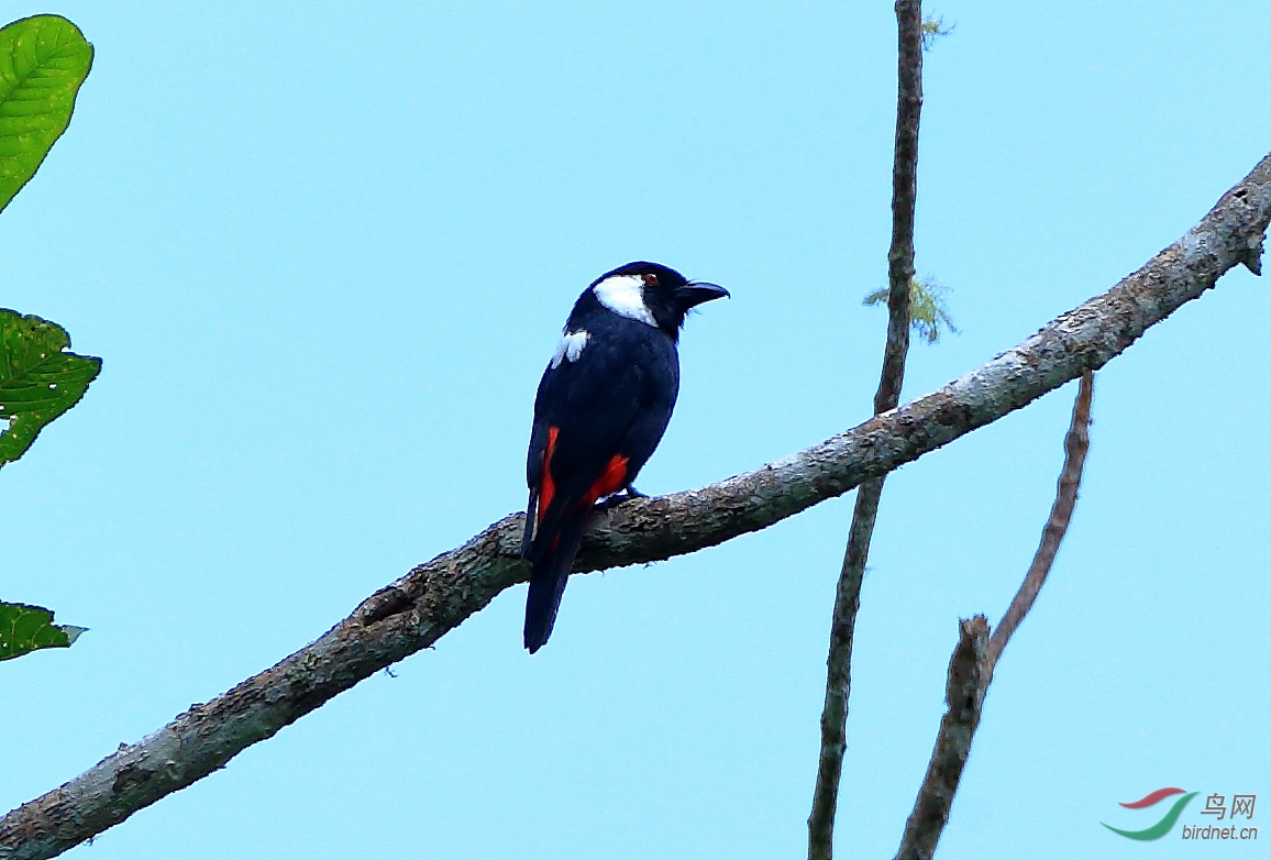 走地狱路拍天堂鸟新几内亚岛拍鸟记事