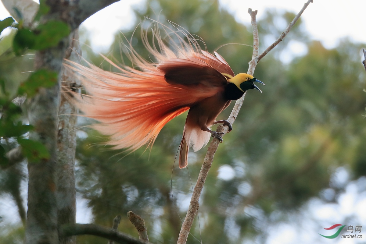 3新几内亚极乐鸟raggiana bird-of-paradise.jpg