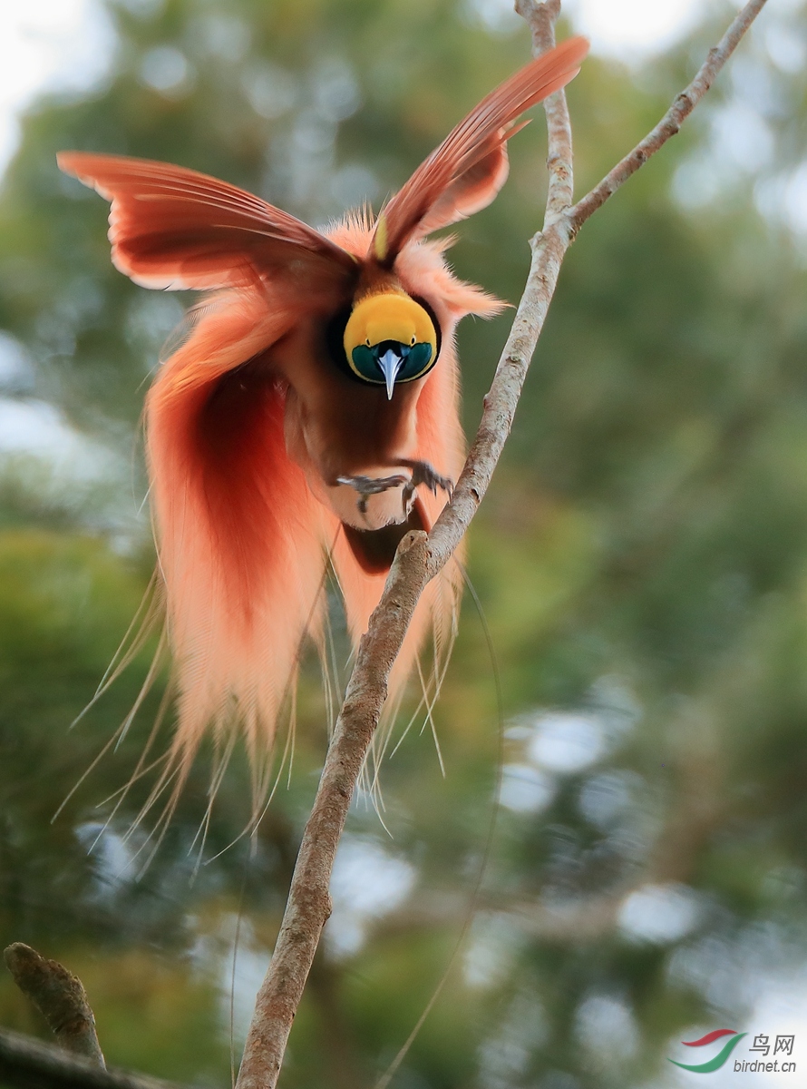 新几内亚岛动物图片