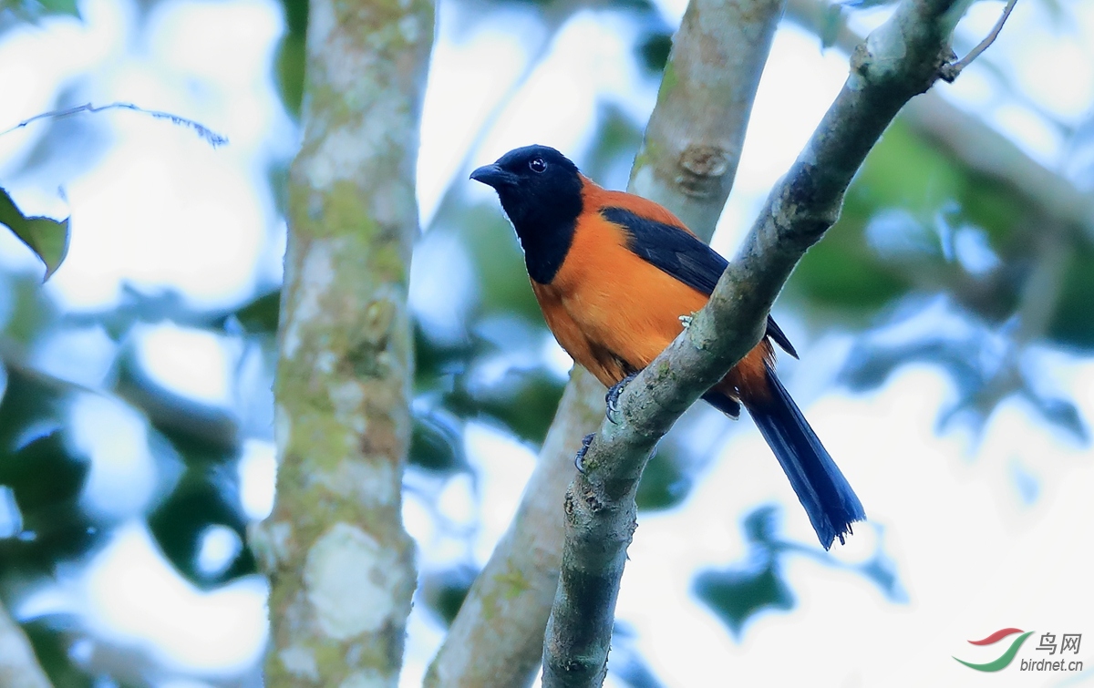黑头林鵙鹟hooded pitohui.jpg
