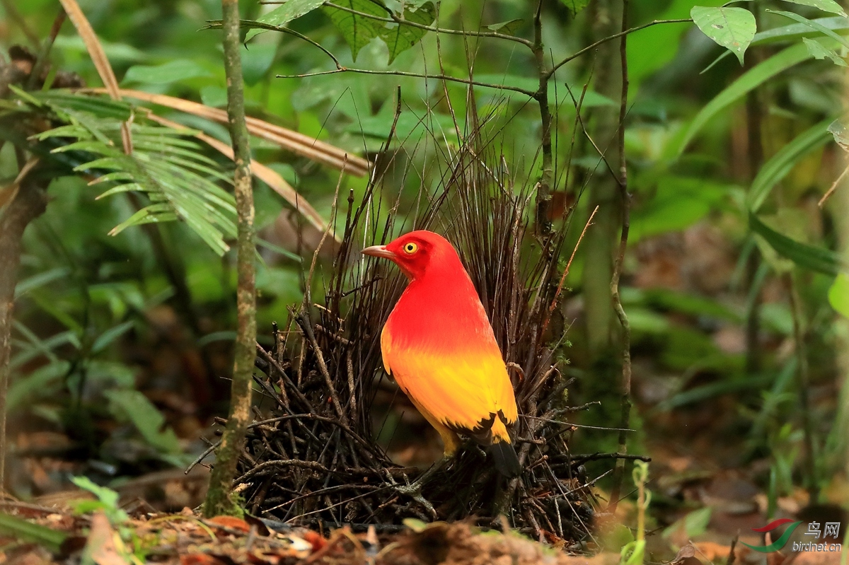 走地狱路拍天堂鸟新几内亚岛拍鸟记事