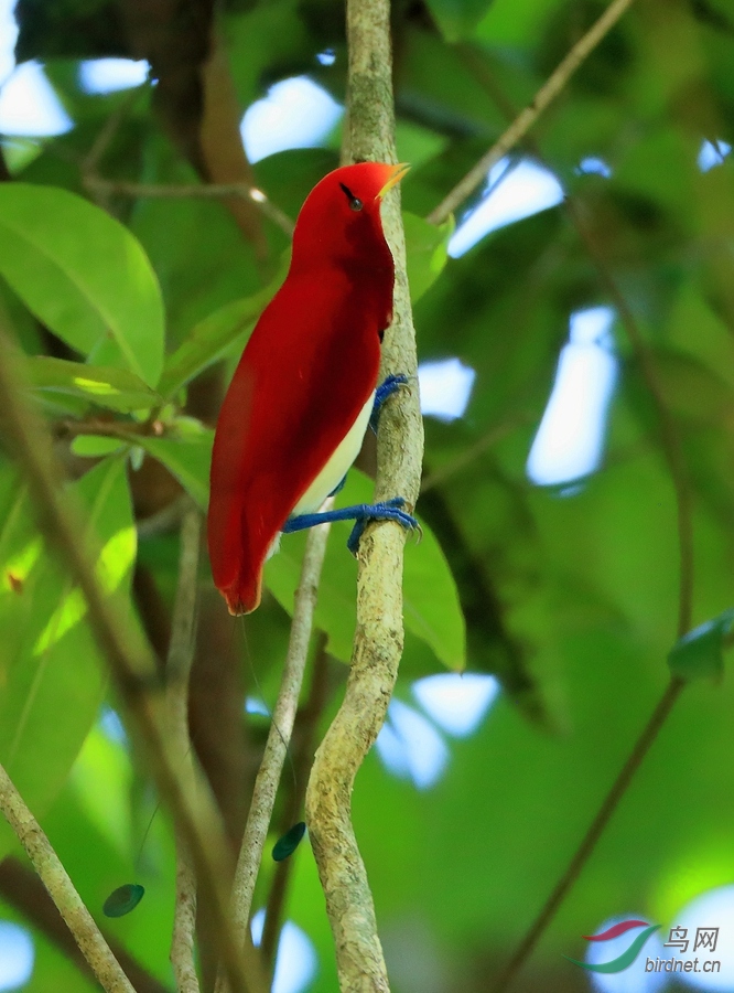 王极乐鸟king bird-of-paradise.jpg