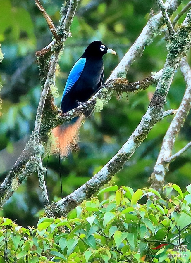 蓝极乐鸟blue bird-of-paradise.jpg