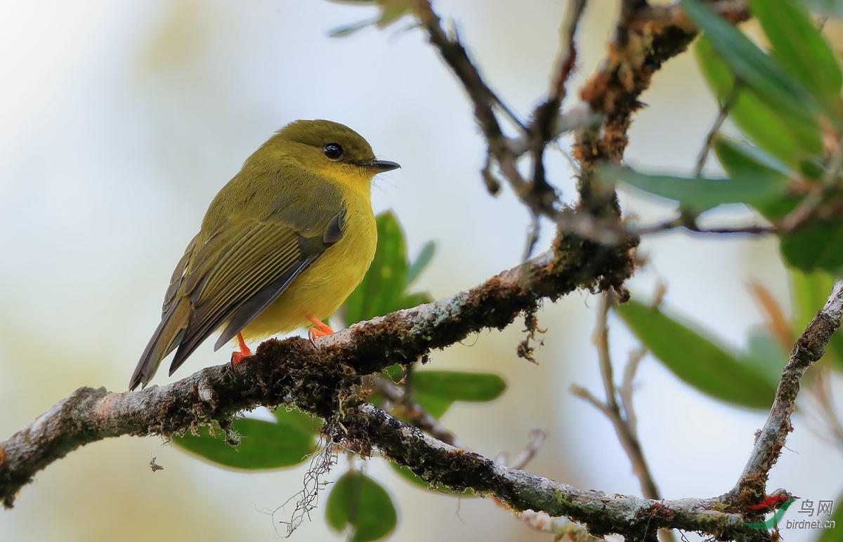 巴布亚小鹟papuan flycatcher.jpg