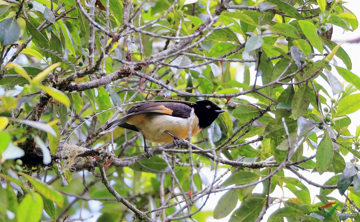 2萨克森极乐鸟king-of-saxony bird-of-paradise.jpg