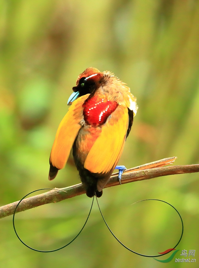 1丽色极乐鸟magnificent bird-of-paradise.jpg