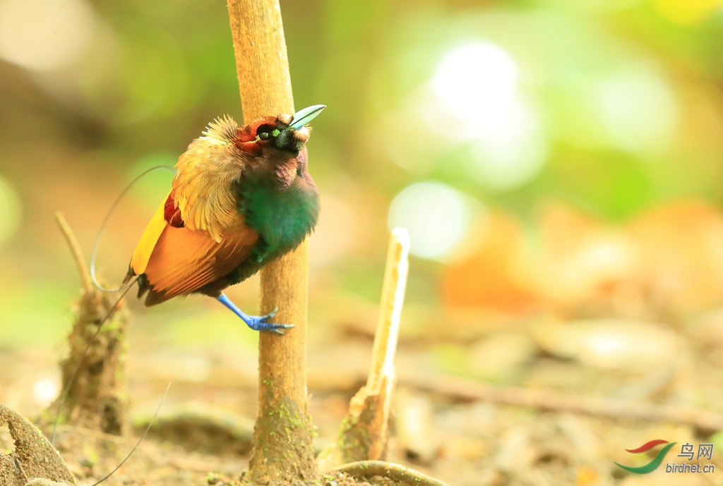 2丽色极乐鸟magnificent bird-of-paradise.jpg