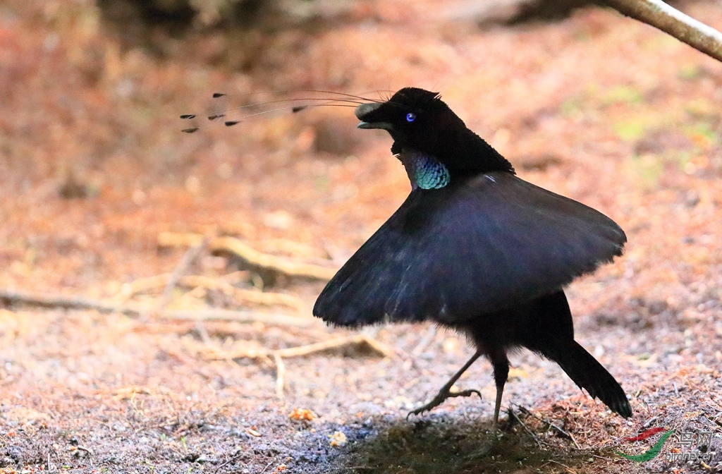 2阿法六线风鸟western parotia.jpg