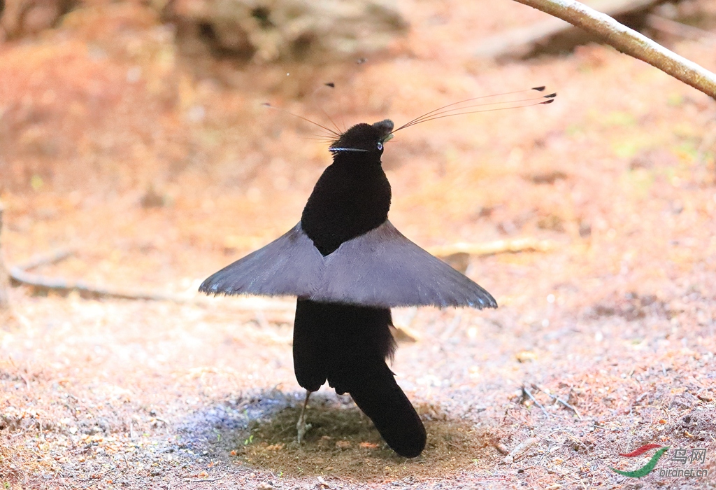 3阿法六线风鸟western parotia.jpg