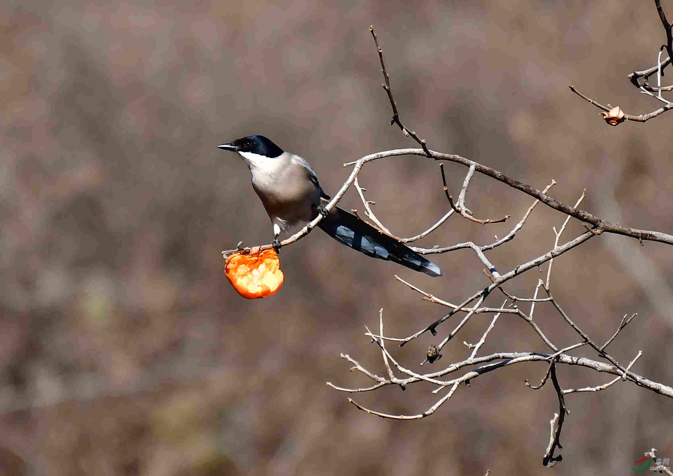 喜鹊争吃柿子