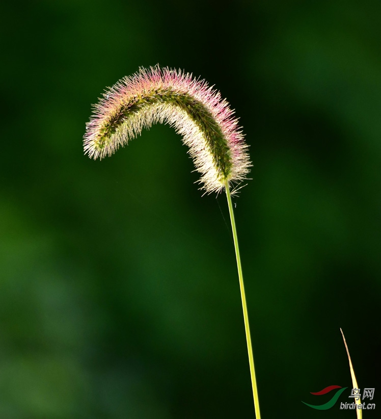 狗尾巴花也是花