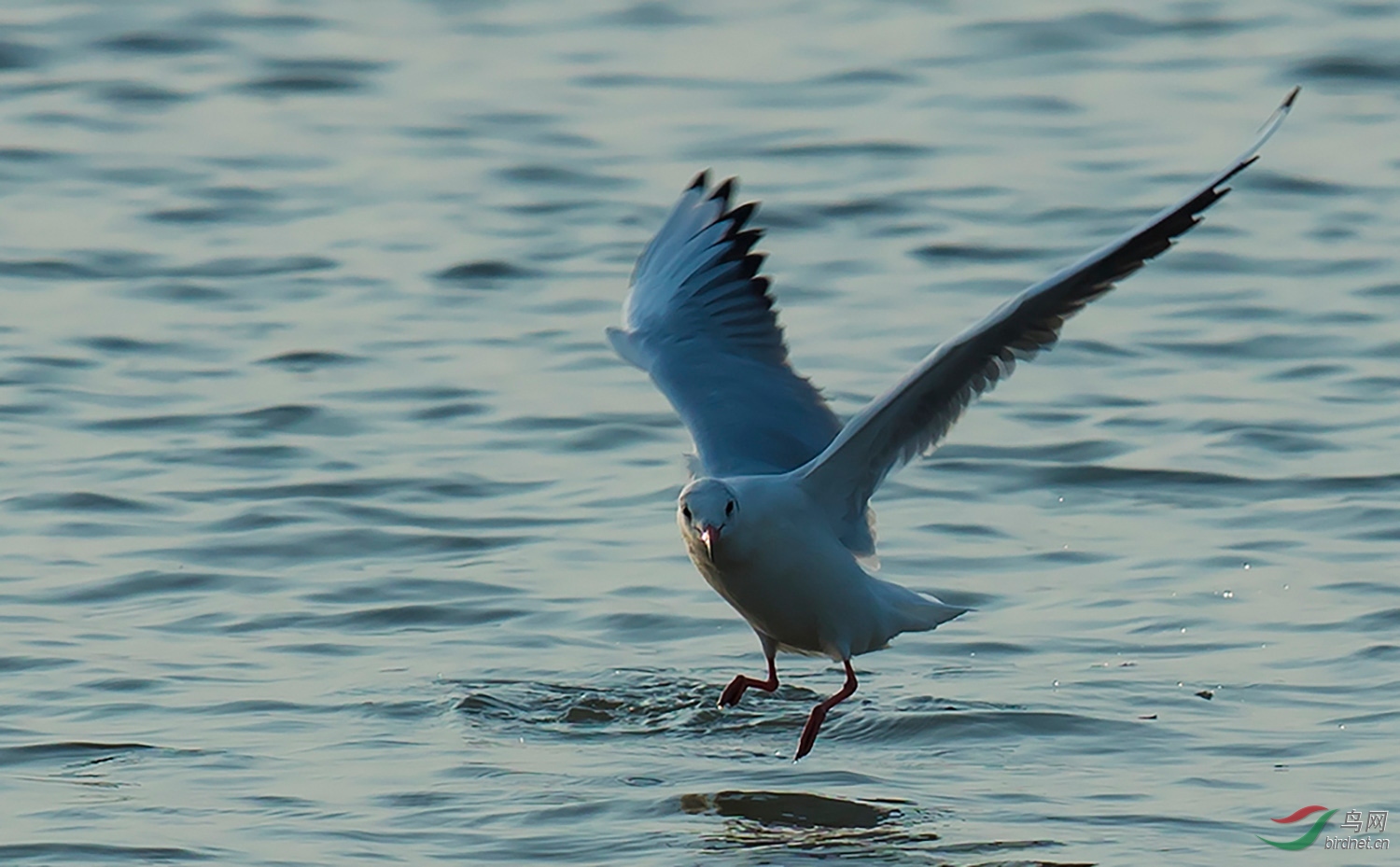 海鸥海上捕鱼回放