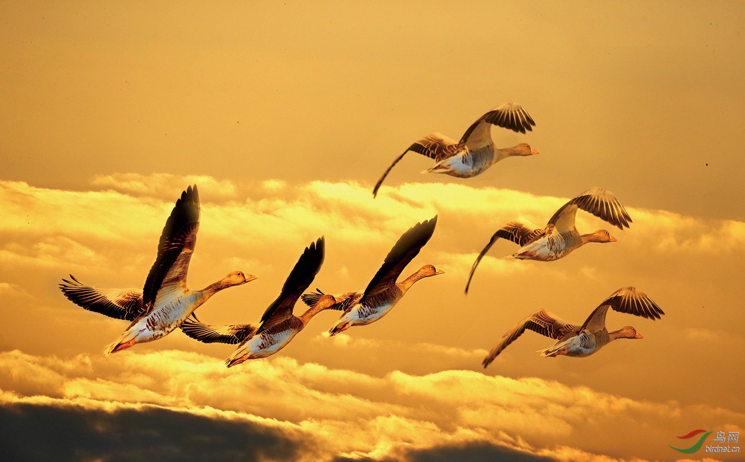 藉风扶摇,伴云翱翔,千山万水不惧怕,搏击长空只等闲.