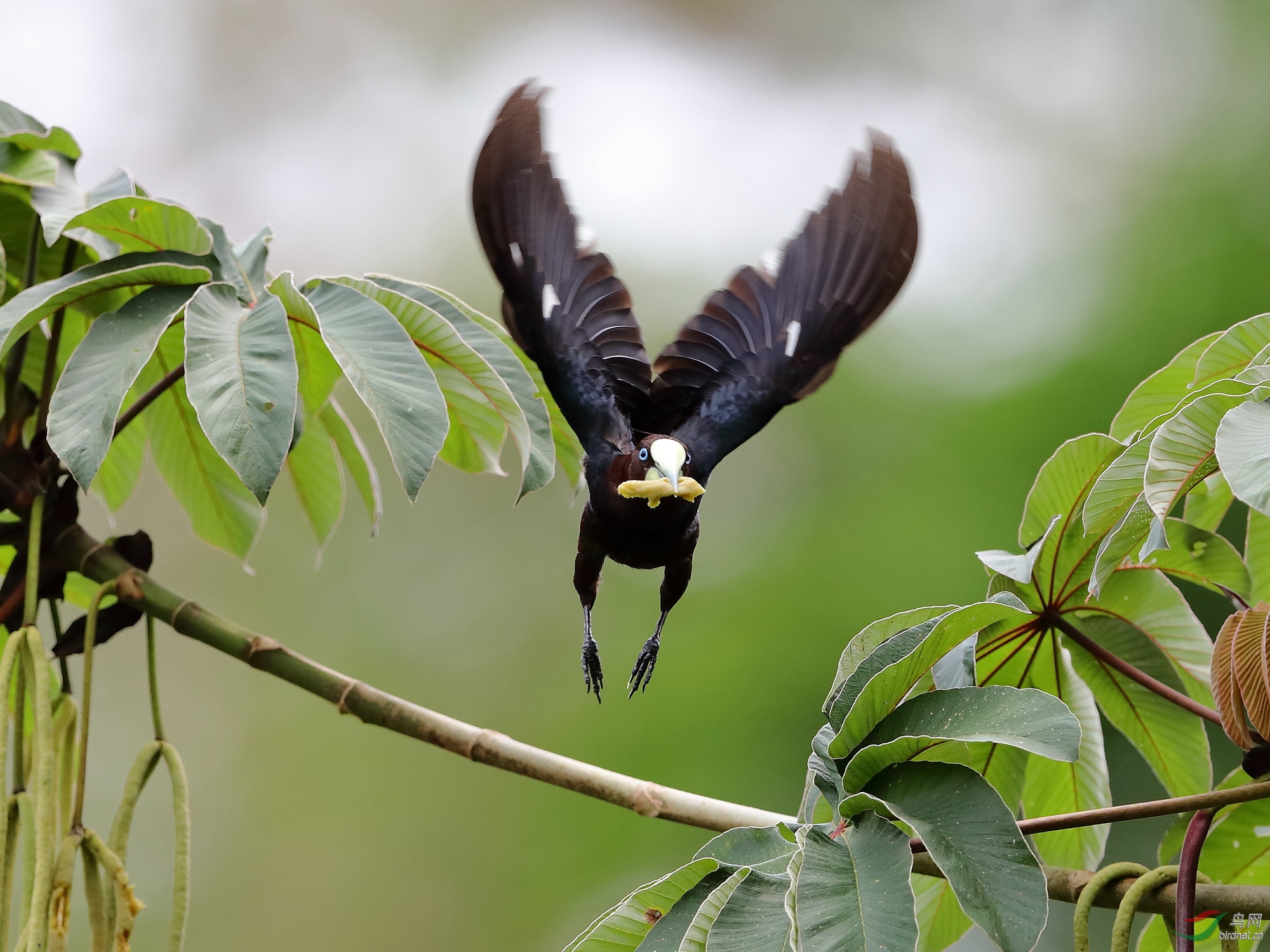 动感的栗头拟椋鸟