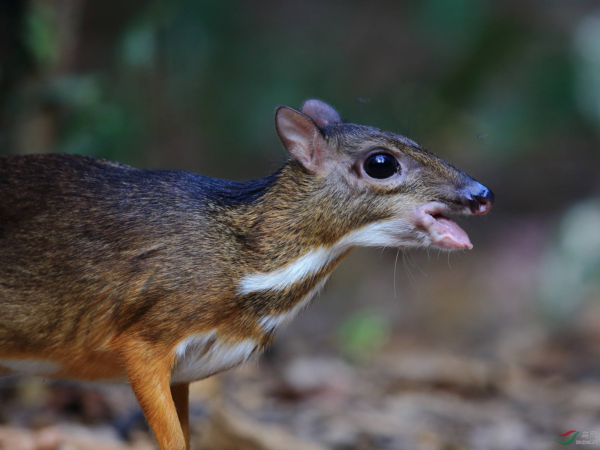 世界上最小的鹿