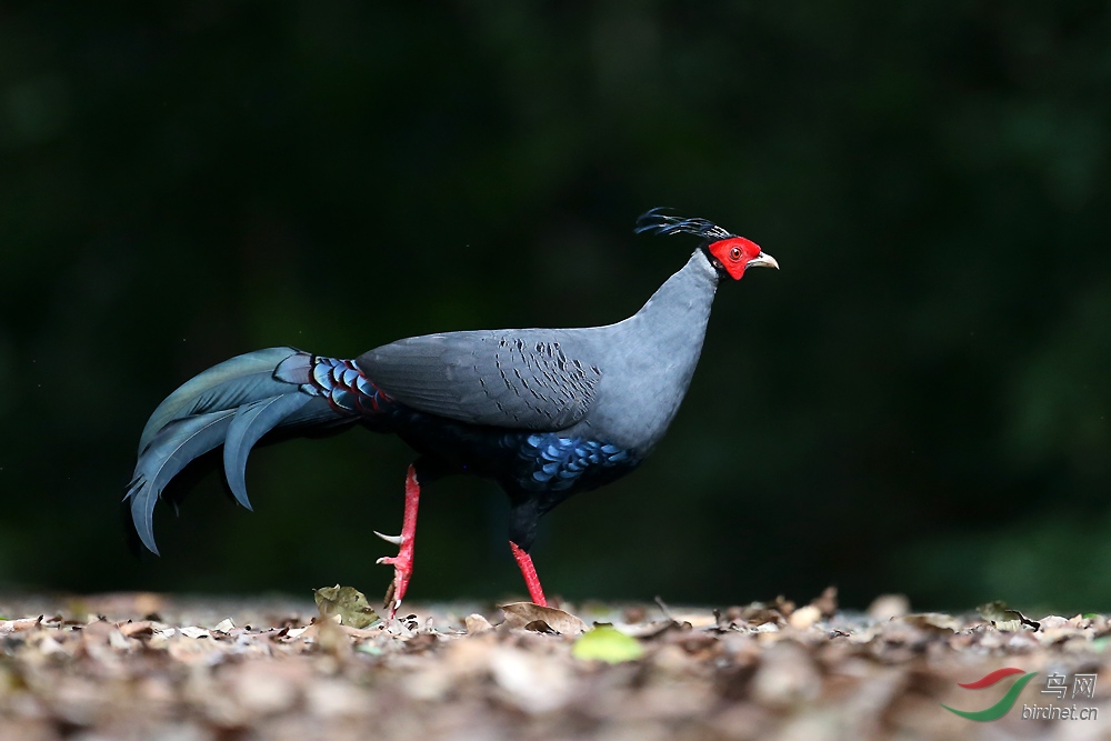 泰国国鸟火背鹇