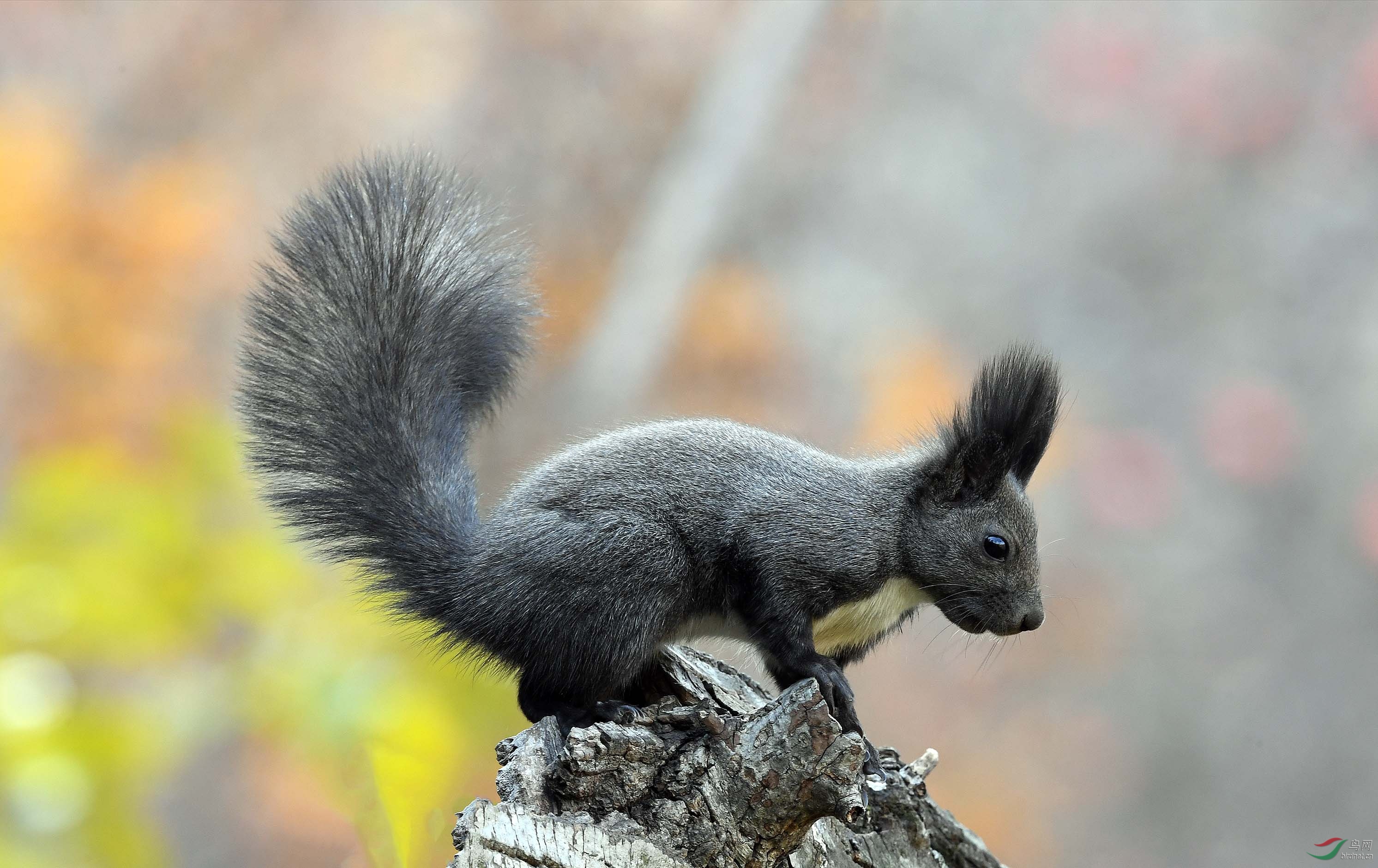 长耳毛松鼠-祝贺首页精华!