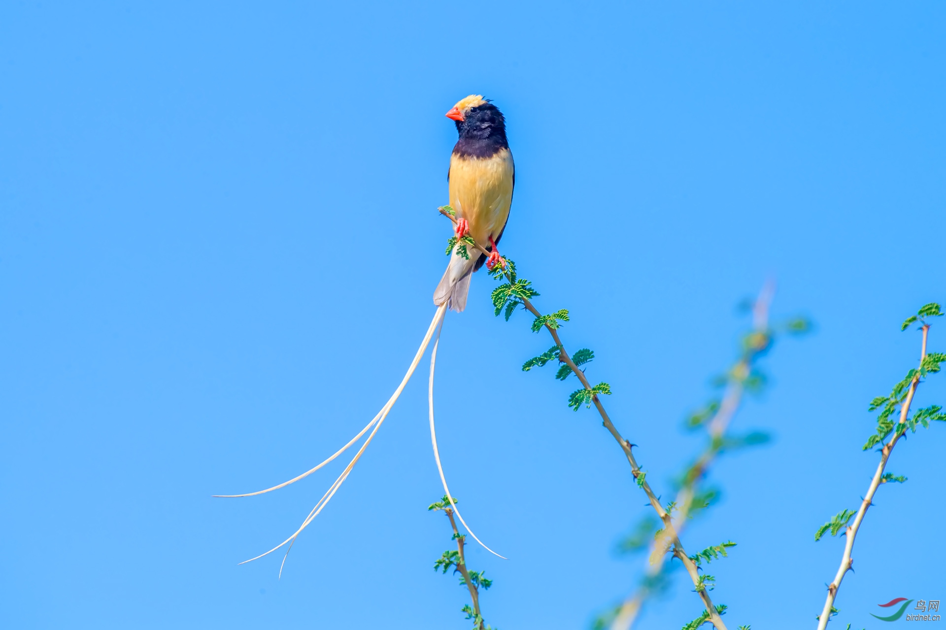 草尾维达雀针尾维达鸟祝贺首页精华