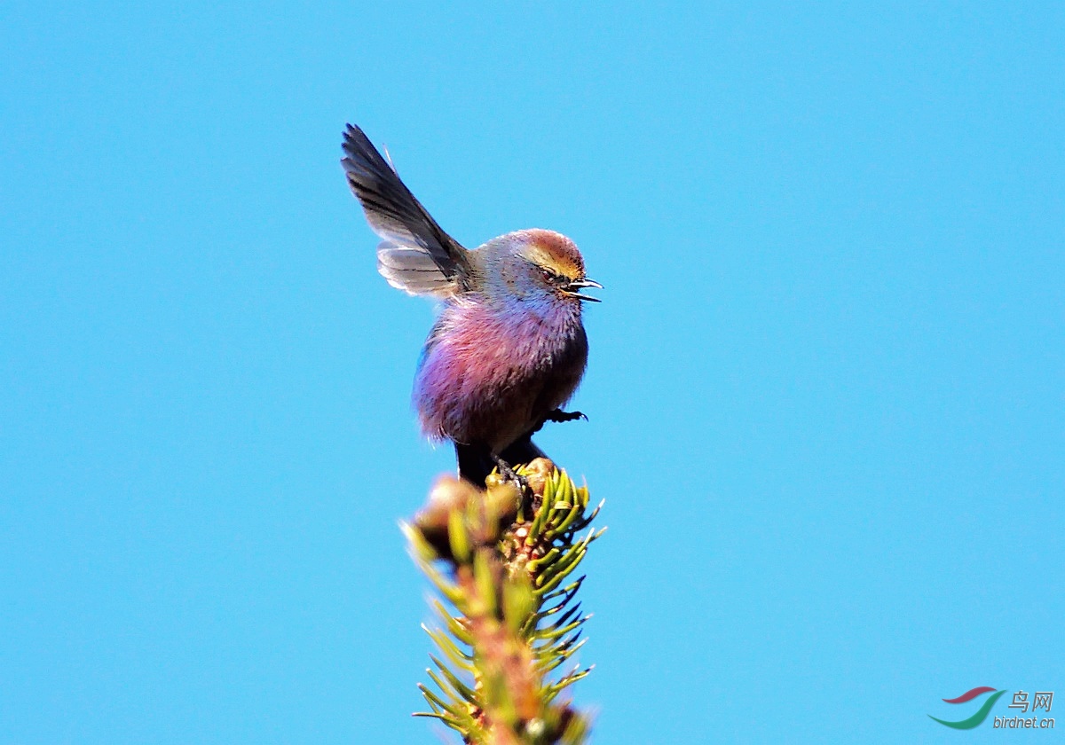 致敬与问好_花彩雀茑