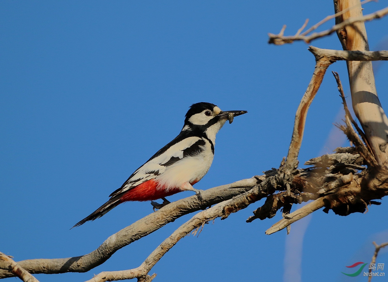 [林鸟] 白翅啄木鸟----祝新周快乐!