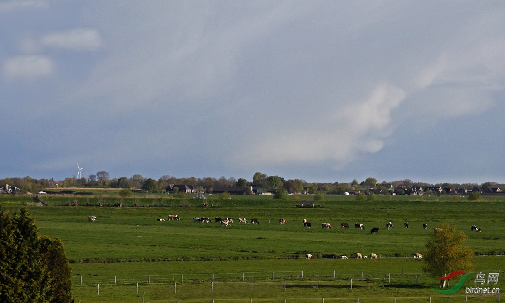 a5荷兰牧场w_mg_2090.jpg